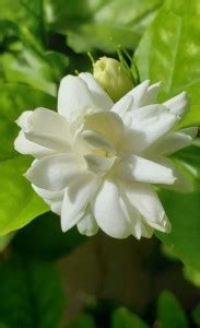 PLaNeTree Jasmine Plant Price in India - Buy PLaNeTree Jasmine Plant ...