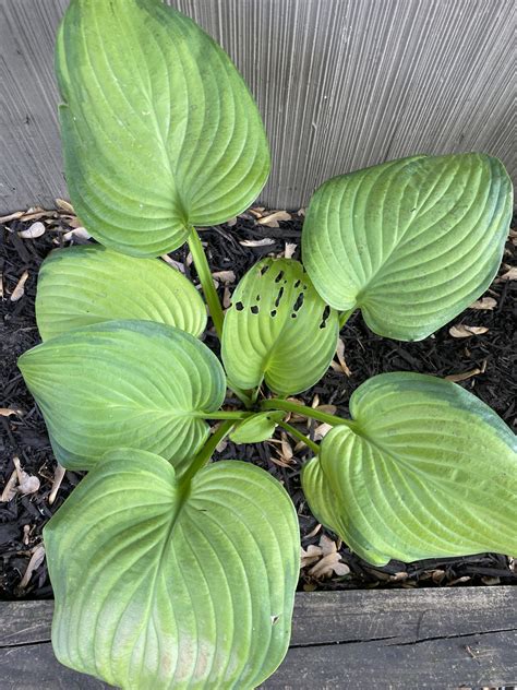 What Insects Eat Hostas (And How To Stop Them)