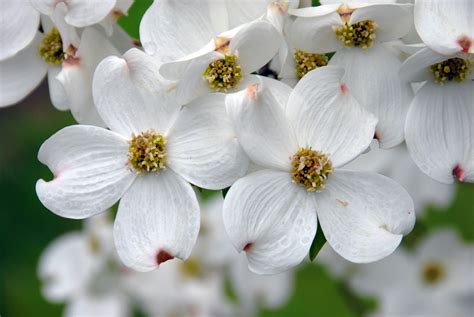 White Dogwood Flowers | Dogwood flowers, Dogwood trees, Beautiful ...
