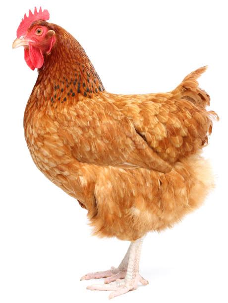 Image result for Hen Design Algorithm