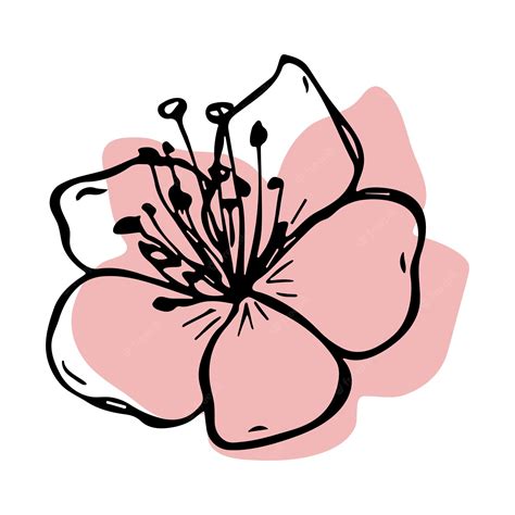 Cherry Blossom Flower Clip Art
