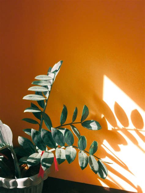 We Made Indoor Gardening And Taking Care Of Indoor Plants Very Easy