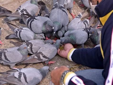 Hypersensitive Pneumonia Scare: Thane Civic Body Warns People Against ...