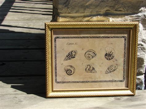 Image result for Pen Shell Drawing