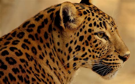 Jaguar Animal Wallpapers High Quality | Download Free