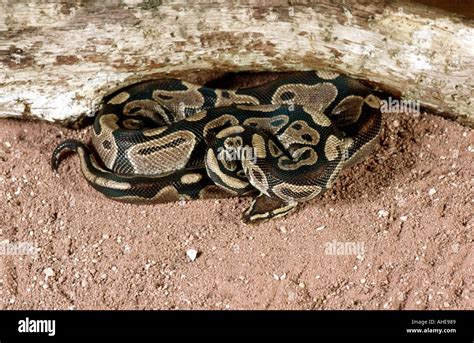 Pythonidae Ball Python 的图像结果