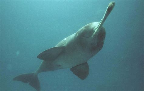 Image result for How to Install Project Plus Dolphin