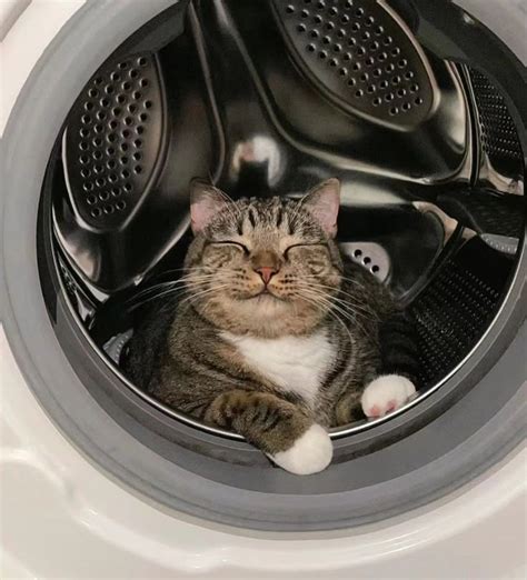 Image result for Cat in Washing Machine Prank