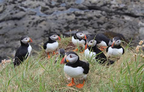 The best places to see puffins in the UK and Channel Islands
