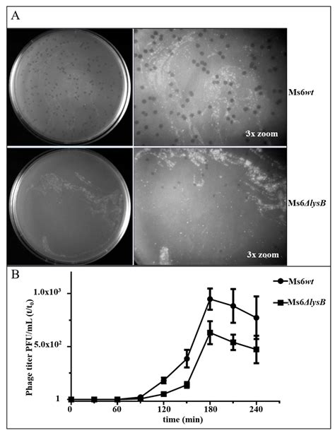 The Ms6 Mycolyl-Arabinogalactan Esterase LysB is Essential for an ...