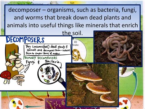 Image result for Decomposition Explained