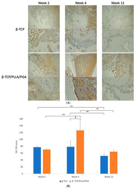 In Vivo Evaluation of Bone Regenerative Capacity of the Novel ...