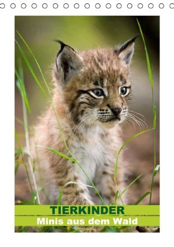 Amazon.in: Buy Tierkinder Minis Aus Dem Wald Tisc Book Online at Low ...