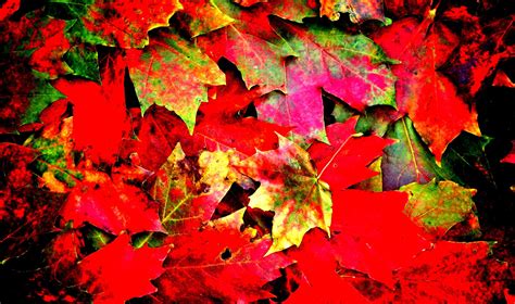 autumn, Fall, Tree, Forest, Landscape, Nature, Leaves Wallpapers HD / Desktop and Mobile Backgrounds