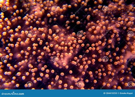 Microscope Bacteria 的图像结果