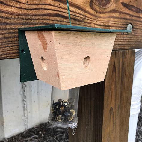 Best Bee Brothers Bee Blog – Tagged "Best Bee Trap"