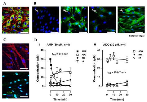 Opposing Effects of Adenosine and Inosine in Human Subcutaneous ...