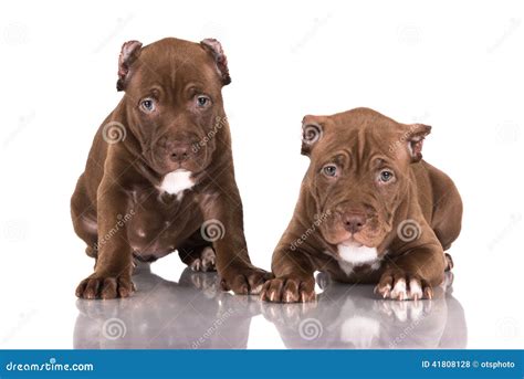 Two Chocolate Pitbull Puppies Stock Photo - Image of bull, domestic ...