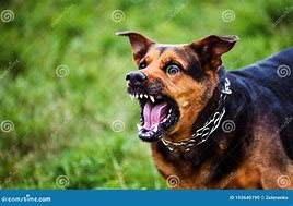 Image result for Angry Dog