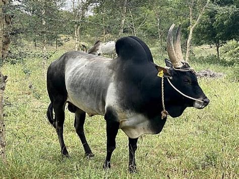 COP16 Advocates for Indigenous Livestock in Global Biodiversity Framework