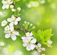 Image result for Free Wallpaper Backgrounds for Desktop Spring