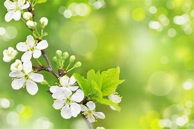 Image result for Animated Spring Wallpaper for PC