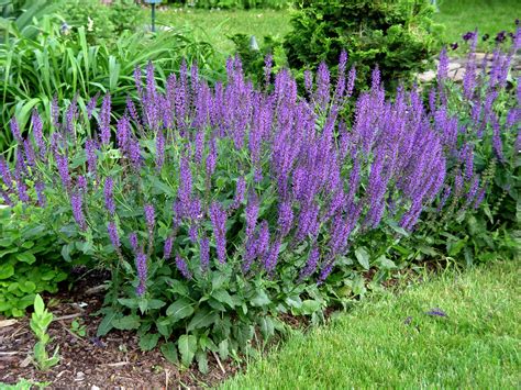 Do Perennial Flowers Come Back Every Year at Quincy Lara blog
