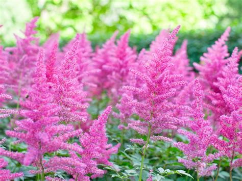 Astilbe Plant Information - How To Grow And Care For Astilbe Flowers