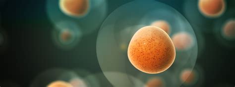 Image result for Orbitrap Astral Data