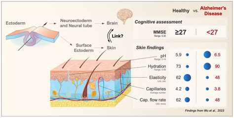 Exploring the Skin Brain Link: Biomarkers in the Skin with Implications ...