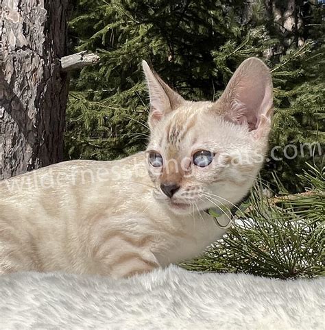 Jet 🙌 Snow Lynx – Wilderness Bengal Cats