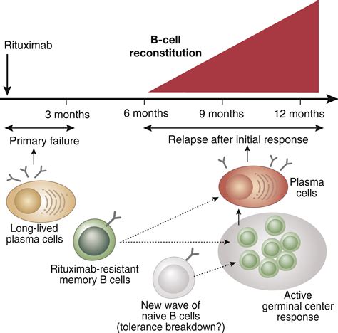 Side Effects Of B Cell Depletion