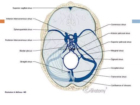 15 dural venous sinuses | PPTX