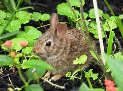 Image result for Cute Little Bunny