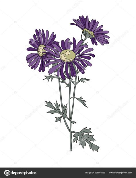 Aster Blomst Tatovering
