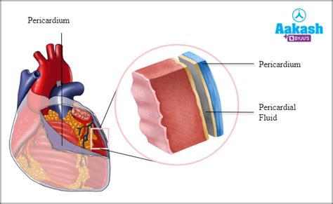 Human Heart in Biology: Definition, Types and Importance | AESL