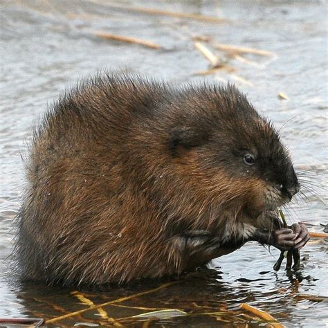 Muskrat (Mammals of Sherburne National Wildlife Refuge) · iNaturalist