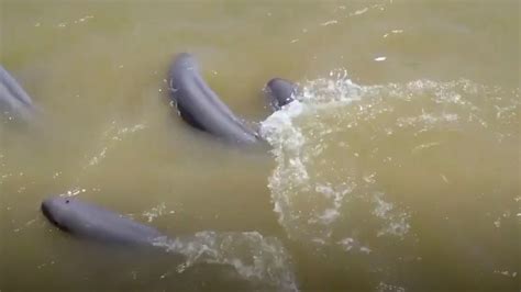 Group of finless porpoises playing in China's Yangtze River - CGTN
