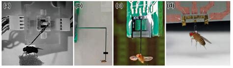 MEMS-Based Micro Sensors for Measuring the Tiny Forces Acting on Insects