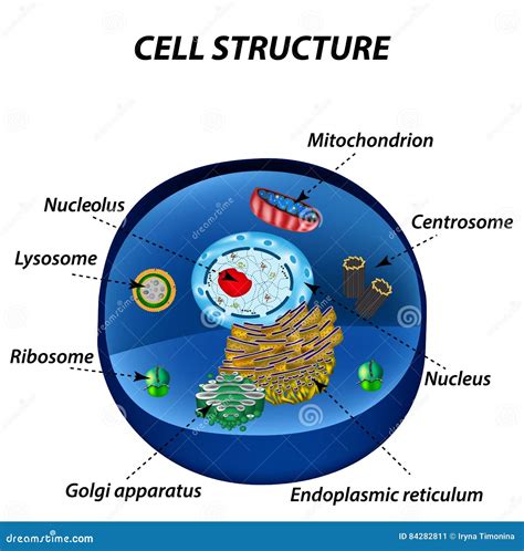 Structure of Human Cells. Organelles Stock Vector - Illustration of ...