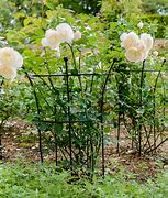 Image result for Plant Supports for Peonies