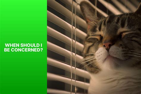 Image result for How to Help a Panting Cat