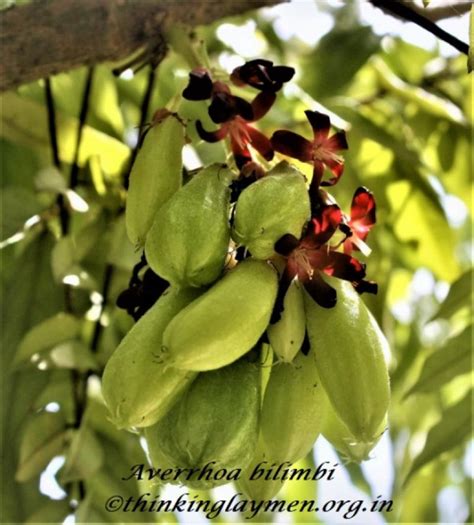 Medicinal Plant Details