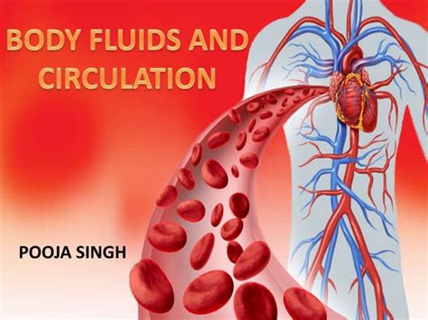 Circulation Class 12 的图像结果