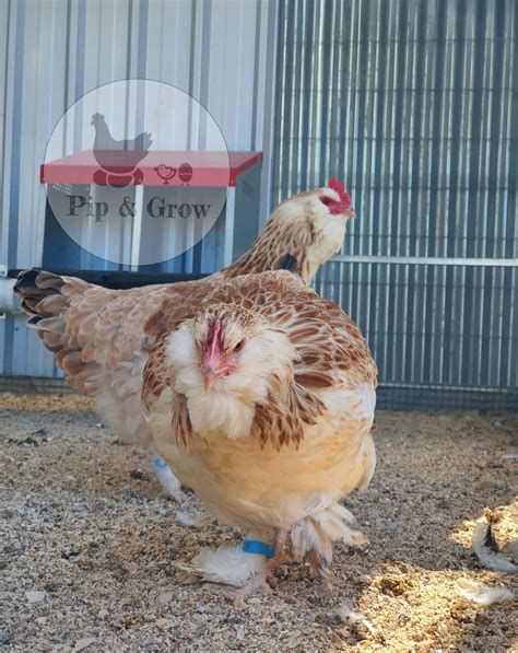 *ORDER CLOSED* Salmon Faverolles Fertile Egg (each) - Pip & Grow