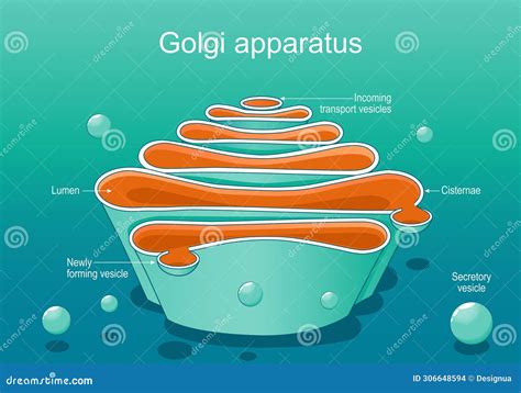 Structure of a Golgi Complex. Close-up of Golgi Apparatus Anatomy Stock ...
