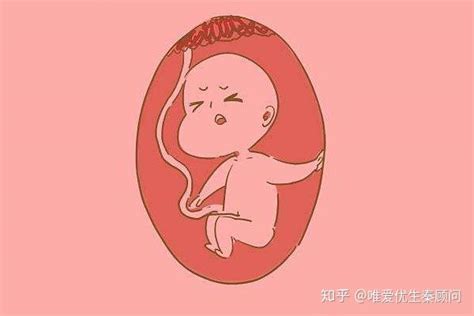 一图读懂 l 孕期孕妇及胎儿每周变化（－）