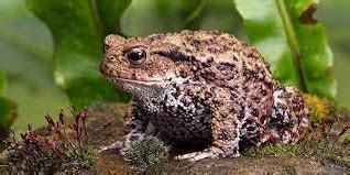 Image result for Toad with Fake Nails Meme
