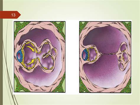 Image result for 2nd Week of Development