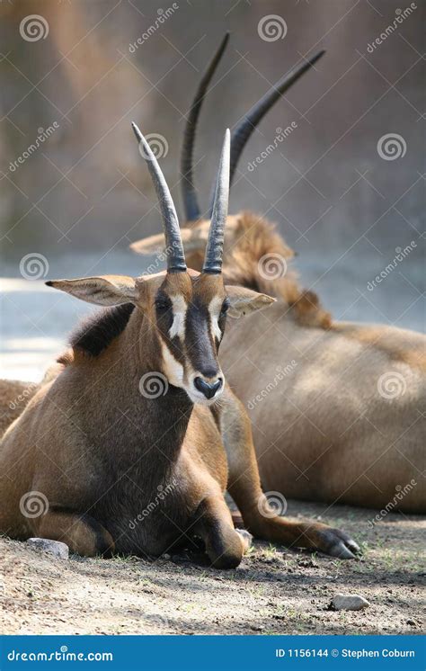 Zambian Sable Antelope
